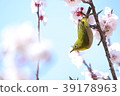 梅花和梅佐 39178963