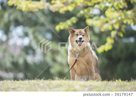 Cute Shiba Inu on Fresh Green Background 39179147