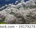 Cherry blossoms in full bloom in the morning sun 39179278