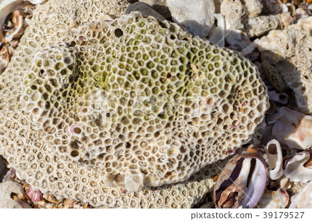 Coral reef shard 10 Coral reef shard 10 39179527