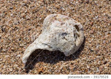 Coral reef shard 11 Coral reef shard 11 39179528