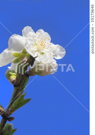 Spring flower  39179646