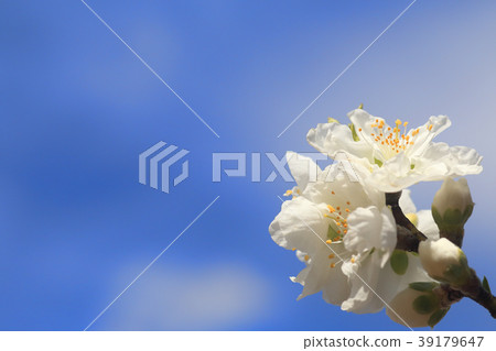 Spring flower  39179647