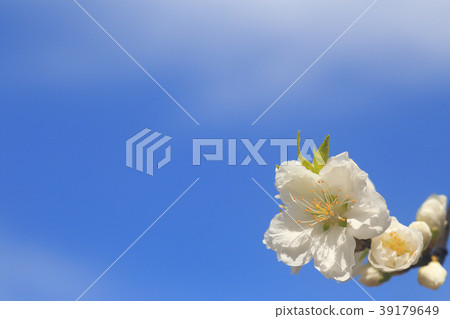 春天的花朵 春天的花朵 39179649