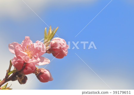 春天的花朵 春天的花朵 39179651