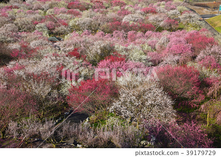 Inabe plum forest 39179729