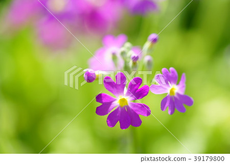 One spring small flower blooming in the field (4) 39179800