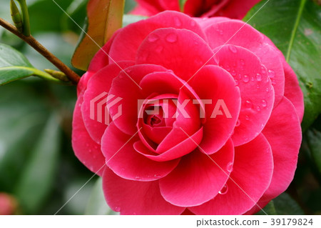 花瓣（玫瑰）3 39179824