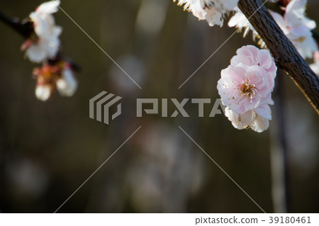 櫻花 櫻花 39180461