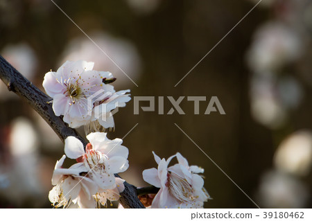 Cherry blossoms  39180462