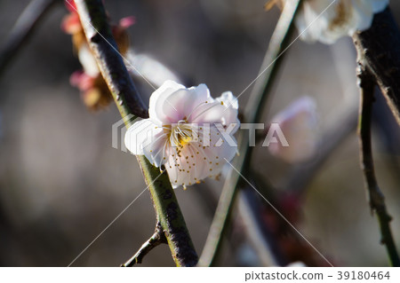 Cherry blossoms  39180464
