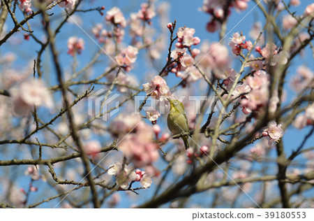 Ume mejiro 39180553