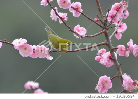 Plum White-eye 39180554