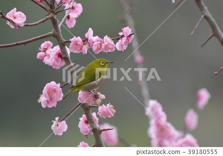 Plum Whitetail Pink 39180555