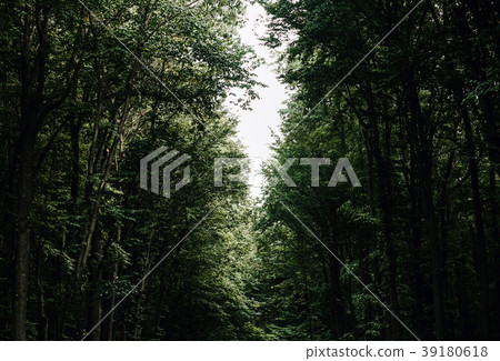 road in a dense forest and breaking light road in a dense forest and breaking light 39180618