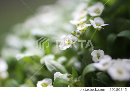 香雪草 39180845