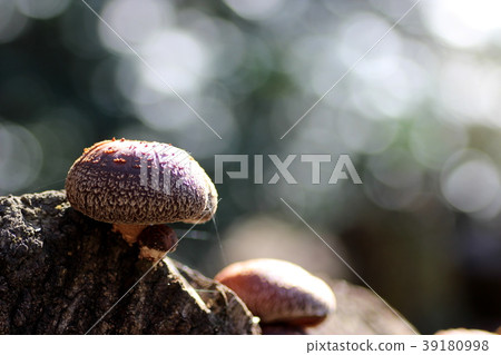 Shiitake mushroom Shiitake mushroom 39180998
