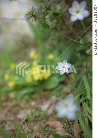 Ifion Ifion 39181007