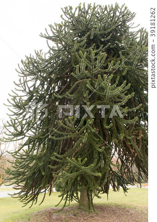Monkey Puzzle Tree 39181262