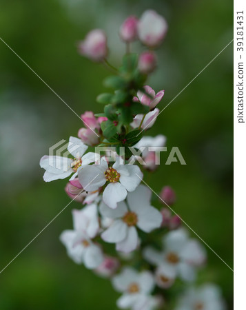 可愛的Yusu Laume 可愛的Yusu Laume 39181431