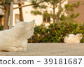 Cat 1 who is having a conversation 39181687