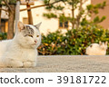 Cat 2 having a conversation 39181722