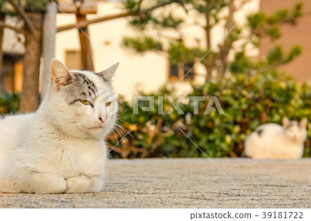 Cat 2 having a conversation 39181722
