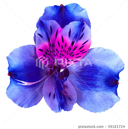 Garden  blue pink orchid flower  isolated on white 39181724