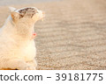 Yawning cat 39181775