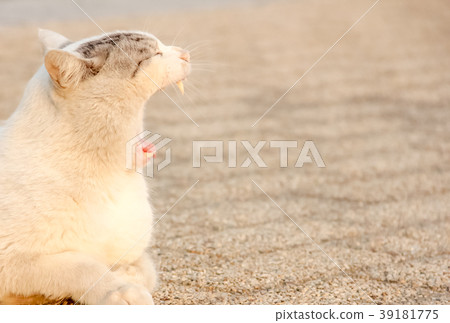 Yawning cat Yawning cat 39181775