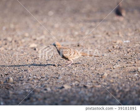 Dove Walked Tilt The Neck Dove Walked Tilt The Neck 39181891