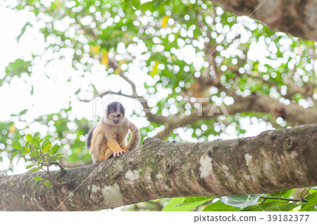 Squirrel monkey and village now 39182377
