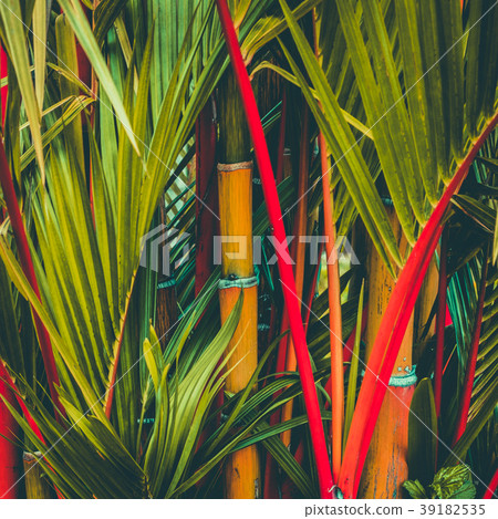 red sealing wax palm a.k.a. lipstick palm tree 39182535