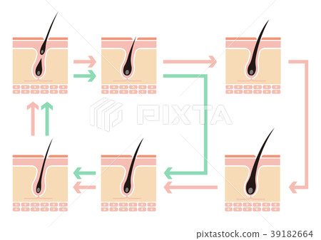 頭髮/頭髮週期/正常週期和AGA比較圖(無字母) 頭髮/頭髮週期/正常週期和AGA比較圖(無字母) 39182664