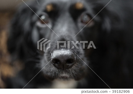 Focus on black beautiful nose. Closeup portrait of Focus on black beautiful nose. Closeup portrait of 39182906