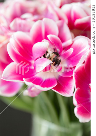 Tulips of pink and white color opened. Big buds of Tulips of pink and white color opened. Big buds of 39182912