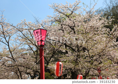 和歌山城·櫻花節 和歌山城·櫻花節 39183230