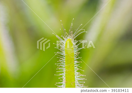 Drosera Capensis close-up view. 39183411