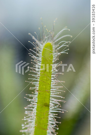 Drosera Capensis close-up view. 39183416