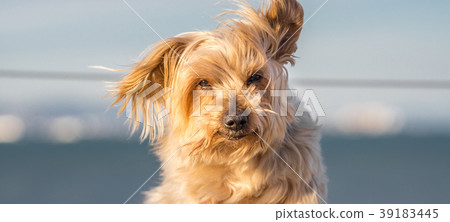 dog with curiosity expression. Doggy nose and dog with curiosity expression. Doggy nose and 39183445