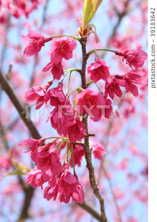 櫻花 櫻花 39183642