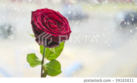 one red rose against the window one red rose against the window 39183811