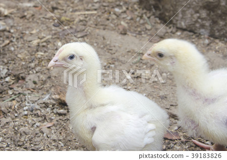 Growing broiler chickens on a farm 39183826