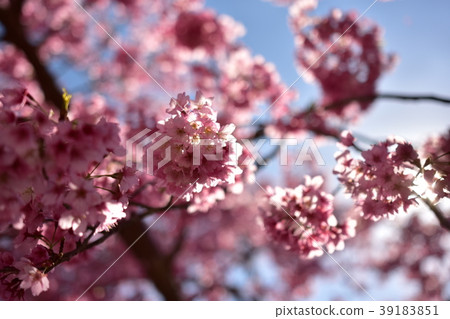 cherry blossom, cherry tree, sakura 39183851