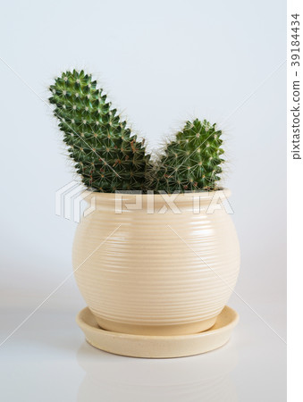 Cactus in white pot on white background. 39184434