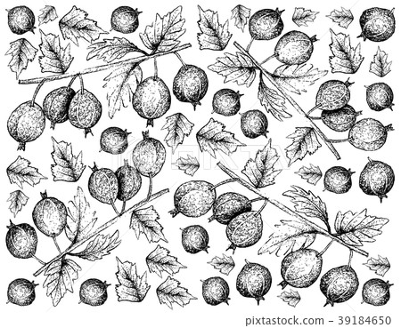 Hand Drawn Background of Black Velvet Gooseberry F Hand Drawn Background of Black Velvet Gooseberry F 39184650