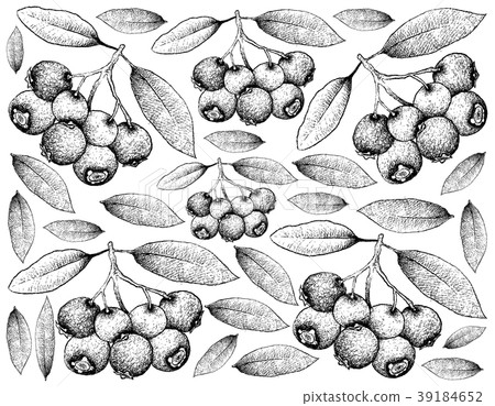 Hand Drawn Background of Blue Lilly Pilly Fruits 39184652