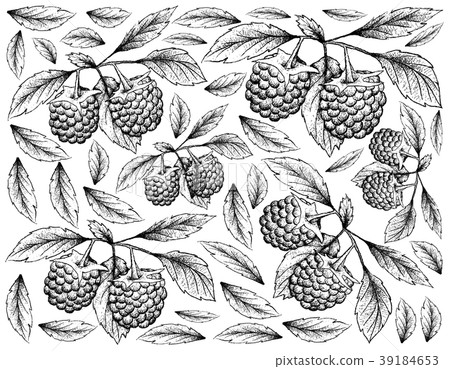 Hand Drawn Background of Blue Raspberry Fruits 39184653