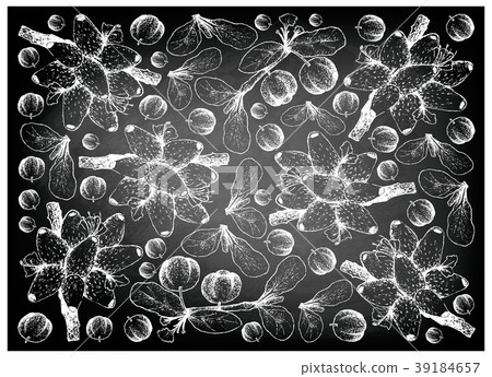 Hand Drawn of Barbados Cherries and Medinilla Frui Hand Drawn of Barbados Cherries and Medinilla Frui 39184657