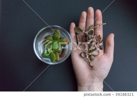 Hand with withered plant stem and unfocused flask Hand with withered plant stem and unfocused flask 39186321